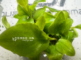 ADA Basalt Stone Lagenendra meeboldii 'green' IC216